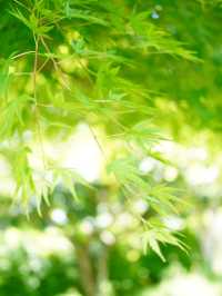 【茨城×茨城フラワーパーク】四季の花々が楽しめる体験型フラワーパーク
