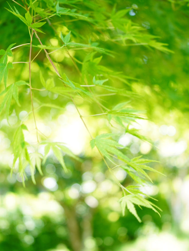 【茨城×茨城フラワーパーク】四季の花々が楽しめる体験型フラワーパーク