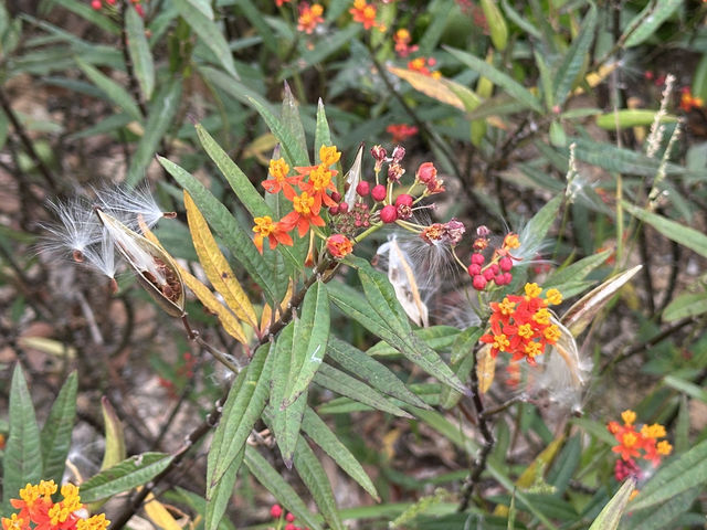 香港好去處 | 馬灣1868 | 打卡必去彩虹村莊