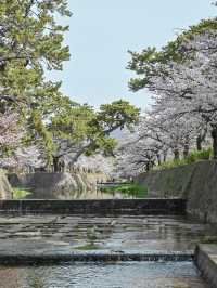 【兵庫/夙川】「さくら名所100選」に選ばれた桜の名所🌸