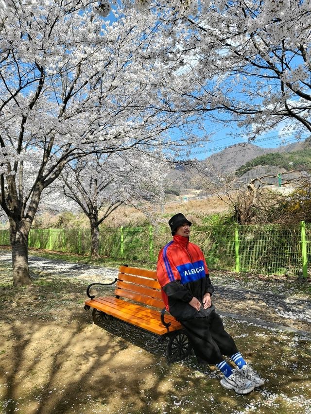 지금 가면 가장 예쁜 청도 벚꽃여행지