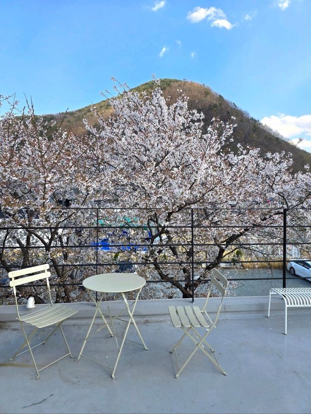 테라스벚꽃 포토존이 너무 예쁜 밀양카페🌸