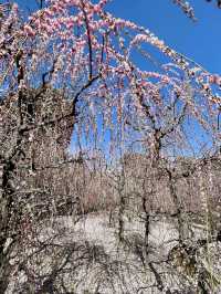 Spring Showers of Blooms at Jōnan-kyū🌸