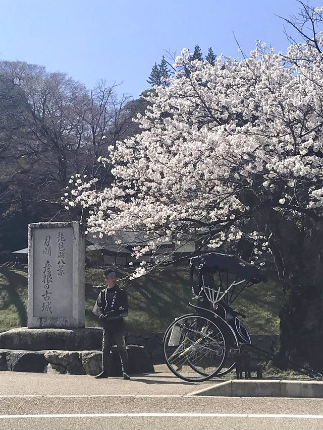 Full Bloom at Hikone Castle! 🌸