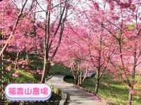 台中福壽山賞櫻-粉紅色櫻花海與藍天交織成美麗的風景畫