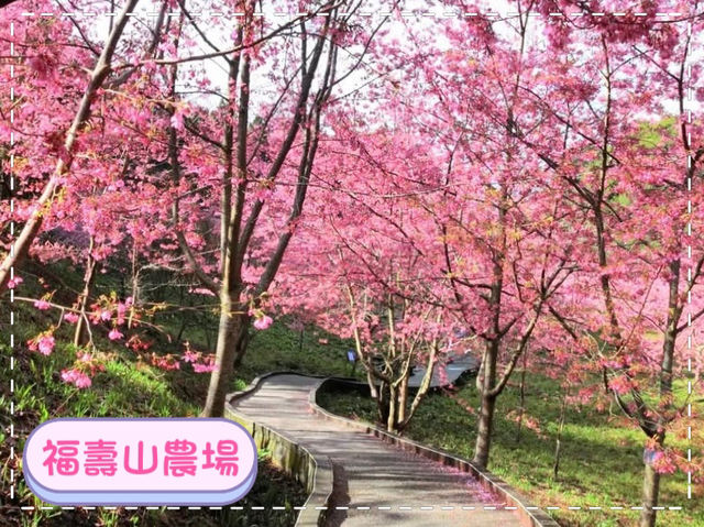 台中福壽山賞櫻-粉紅色櫻花海與藍天交織成美麗的風景畫
