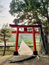 Spring Stroll at Itsukushimashissei Park