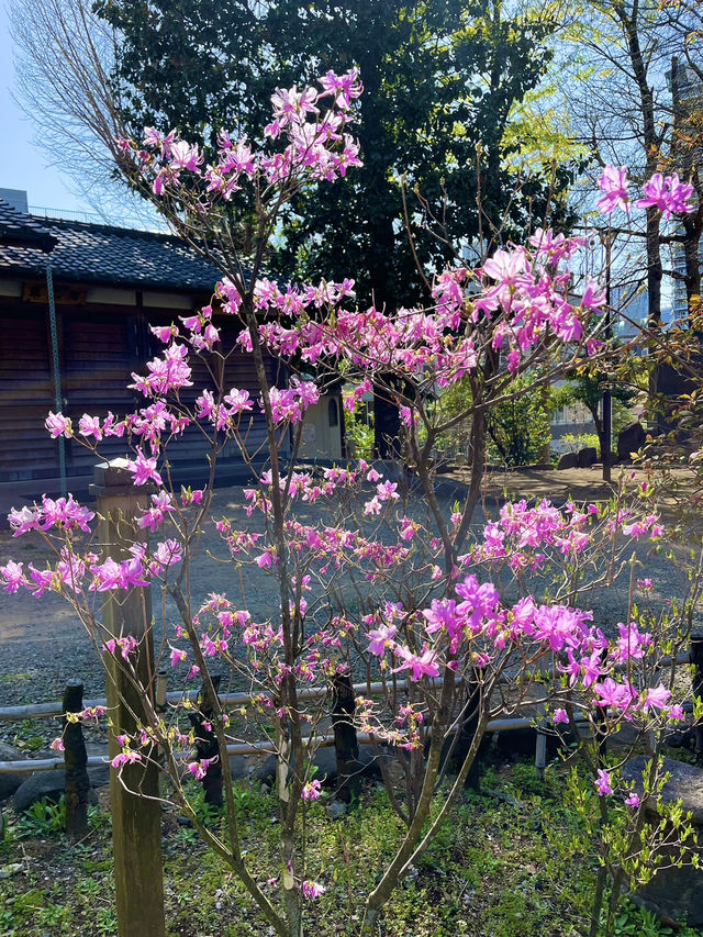 大聖院にある公園：静かなひとときを過ごせる癒しの場所🌳