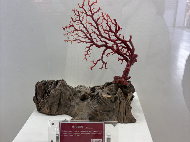 **🌊【廈門新晉網紅打卡】珊瑚大叔紅珊瑚博物館：探秘海底珍寶，感受海洋藝術魅力！✨**  