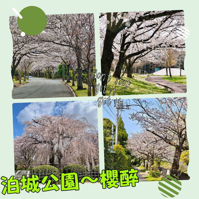 泊城公園～櫻醉神迷