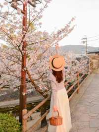 朝日に染まる桜🌸💓