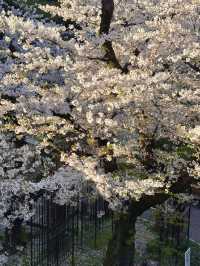 Full Bloom🌸 Cherry Blossoms at Nogi Park