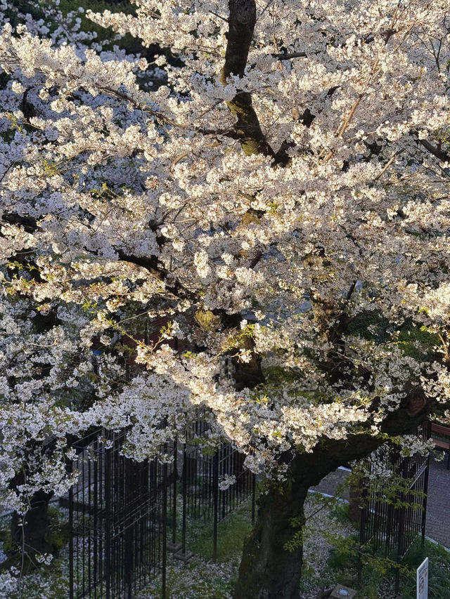 Full Bloom🌸 Cherry Blossoms at Nogi Park