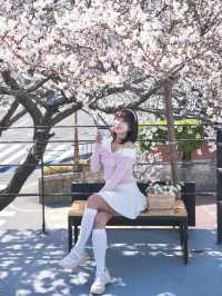 釜山🇰🇷超澎拜櫻花露台咖啡廳🌸