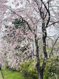 【 京都🇯🇵 】 遅咲きの桜を味わう、モデルプラン🌸