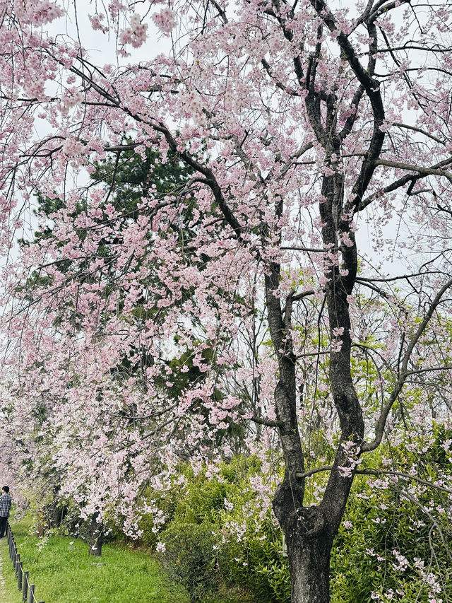 【 京都🇯🇵 】 遅咲きの桜を味わう、モデルプラン🌸