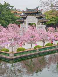 Stunning Cherry Blossoms at Baomo Garden