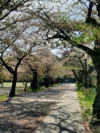 Odawara Castle Park, Kanagawa
