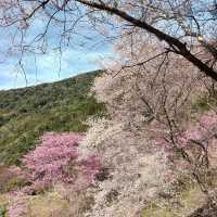 三色花景ㄧ次搞定的萬里林園