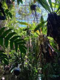 The Baboon House