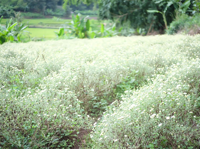 ทุ่งดอกเก๊กฮวย 🌼 อ.สะเมิง จ.เชียงใหม่
