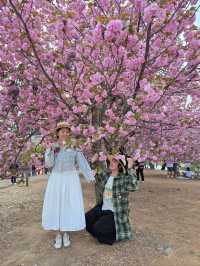 포토존 가득한 경주 봄꽃여행코스 탑티어🌸