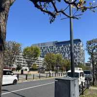 I Couldn’t Believe This Was in Tokyo… Until I Took a Spring Stroll Through Nakano Central Park!