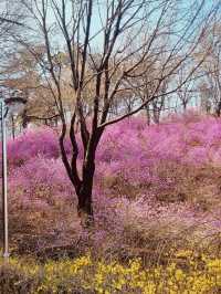 Jindallae Dongsan: A Purple Azalea Wonderland