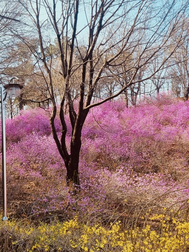 Jindallae Dongsan: A Purple Azalea Wonderland