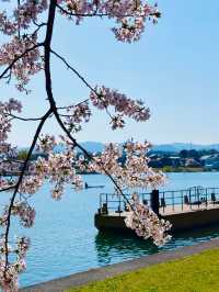 🌸 Kansai’s Hidden Cherry Blossom Map 