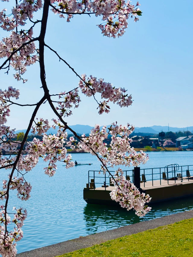 🌸 Kansai’s Hidden Cherry Blossom Map 