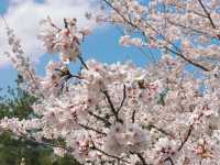 京都嵐山賞櫻好去處