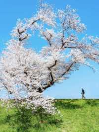 Kyoto is about to look like this...