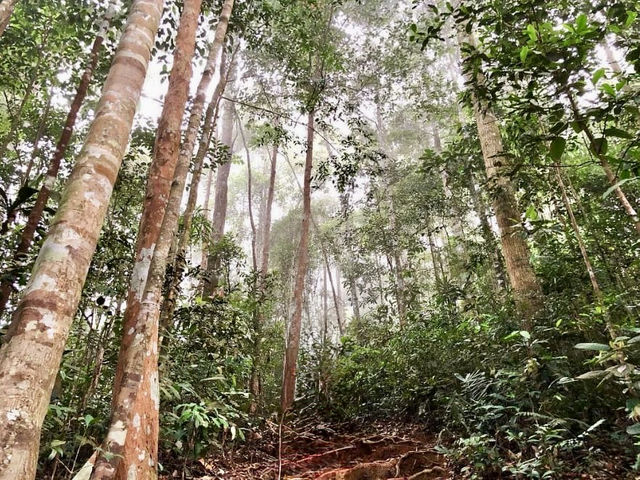 Gunung Lambak: The Mini Mountain That Will Wreck Your Legs (But Feed Your Soul)🏔️😅