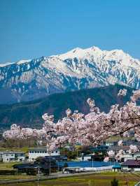 INFP's Ideal Spot: Enjoy a Quiet Cherry Blossom Viewing Away from the Crowds 