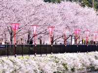 A Magical Day in Ueno Park: My Sakura Adventure in Tokyo