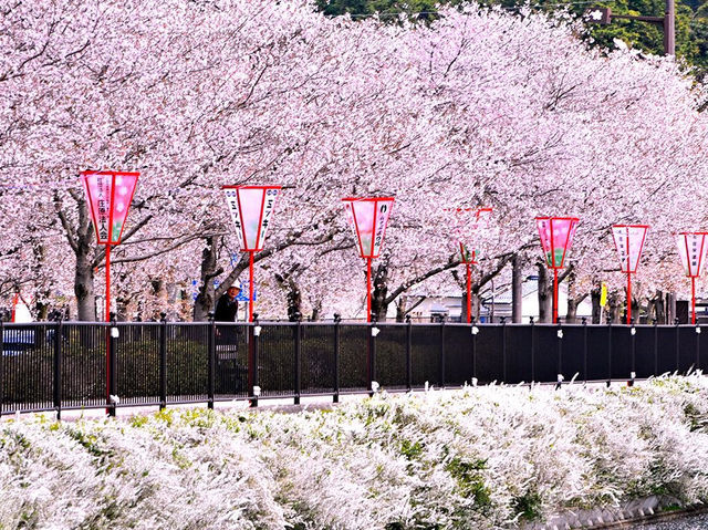 A Magical Day in Ueno Park: My Sakura Adventure in Tokyo