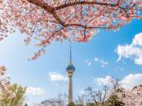 🌸 Yuyuantan Park: Beijing’s Pink Paradise You Can’t Miss! 🌸