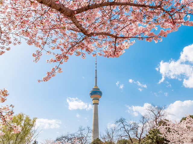🌸 Yuyuantan Park: Beijing’s Pink Paradise You Can’t Miss! 🌸