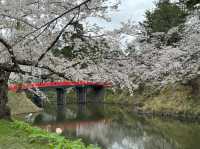 Petals and Palaces: The Magic of Hirosaki’s Cherry Blossoms