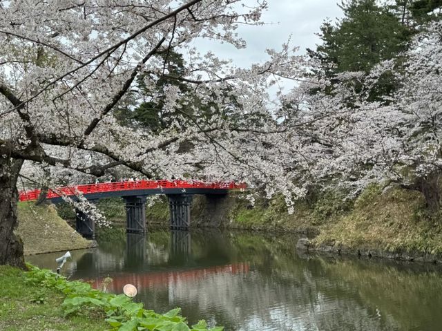 Petals and Palaces: The Magic of Hirosaki’s Cherry Blossoms