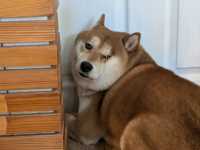 タイで癒されたいなら「Dog In Town Ari」へ！