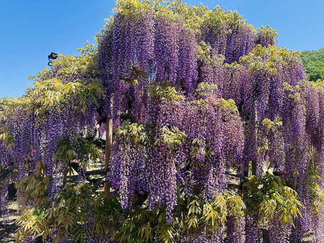 【 春の栃木 】 圧巻！あしかがフラワーパーク💐