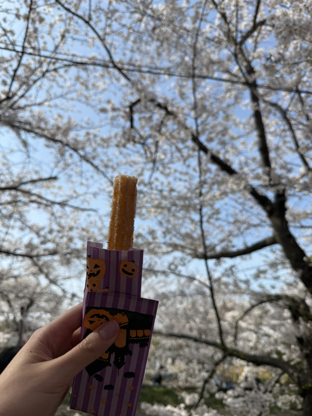 千葉県のイチオシ花見スポット🌸