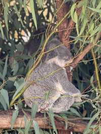 The cuddly koalas in Perth