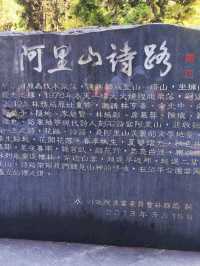 嘉義阿里山櫻花繽紛綻放
