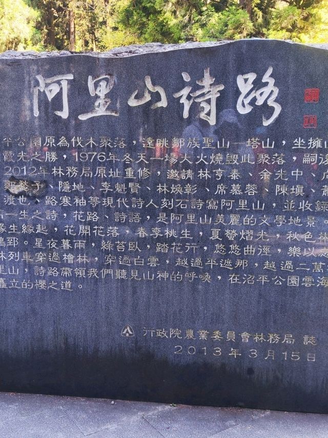 嘉義阿里山櫻花繽紛綻放