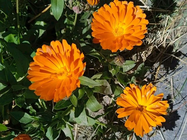 Into the Heart of the Himalayas: My Soul-Stirring Journey to Annapurna