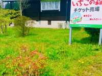 Spring Strawberry Picking – Sweet Moments in Nasu