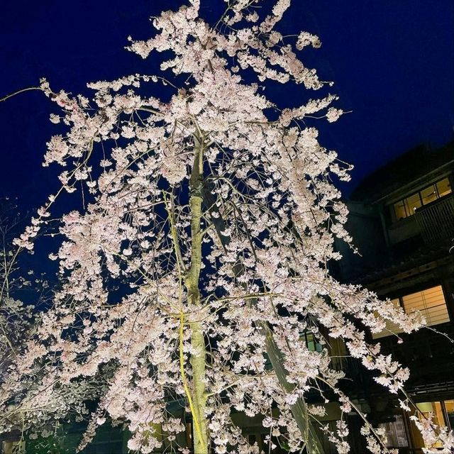 Quiet Vibes and Sakura Stealing the Spotlight